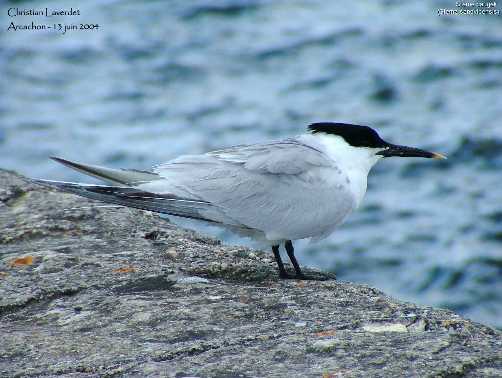 Sandwich Tern