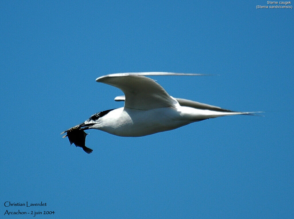 Sandwich Tern