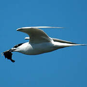 Sandwich Tern