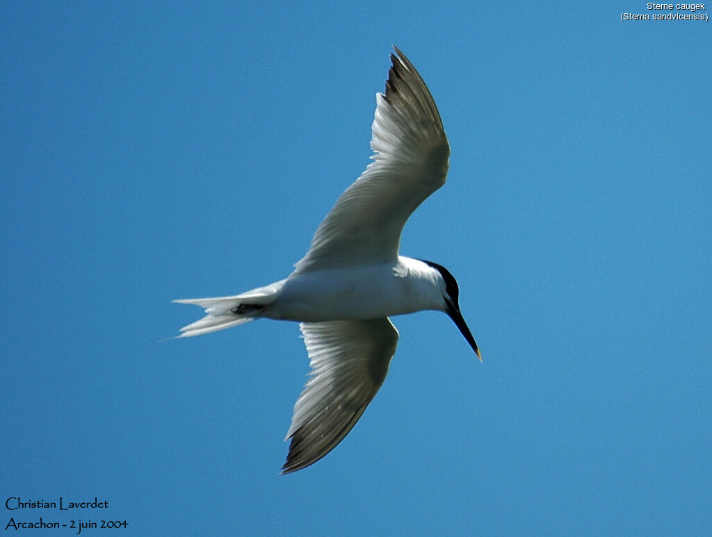 Sandwich Tern