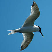 Sandwich Tern