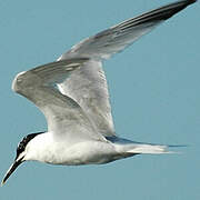 Sandwich Tern