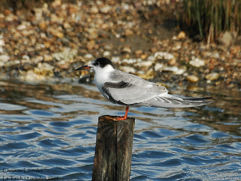 Common Tern