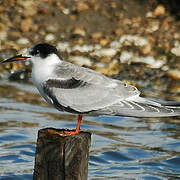 Common Tern