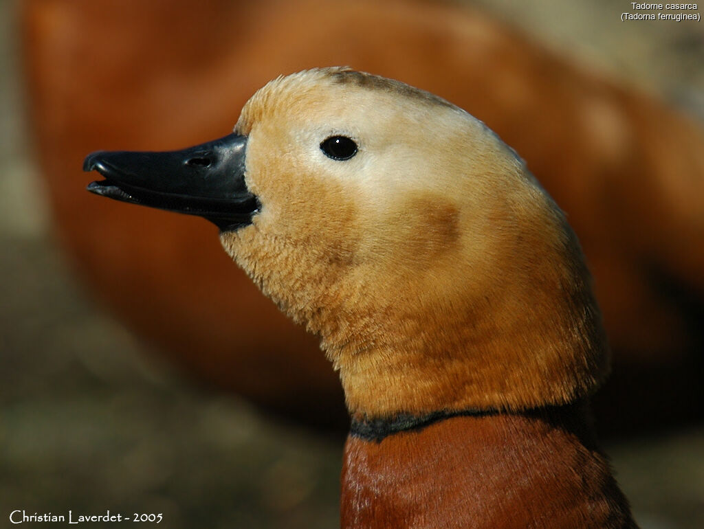 Ruddy Shelduck