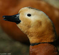 Ruddy Shelduck