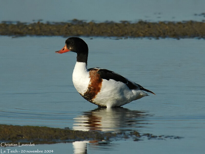 Common Shelduck