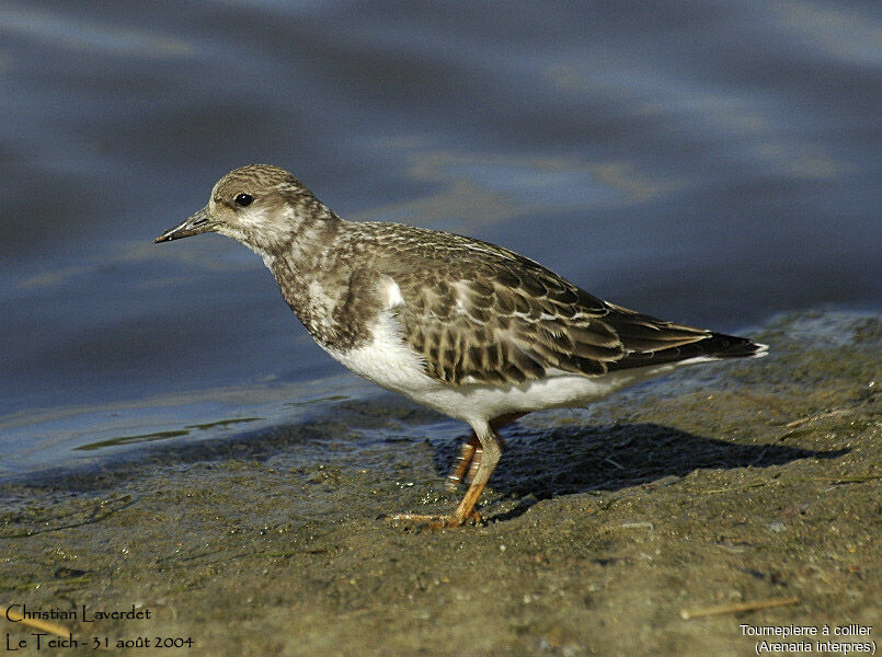 Ruddy Turnstone