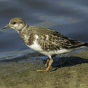Ruddy Turnstone