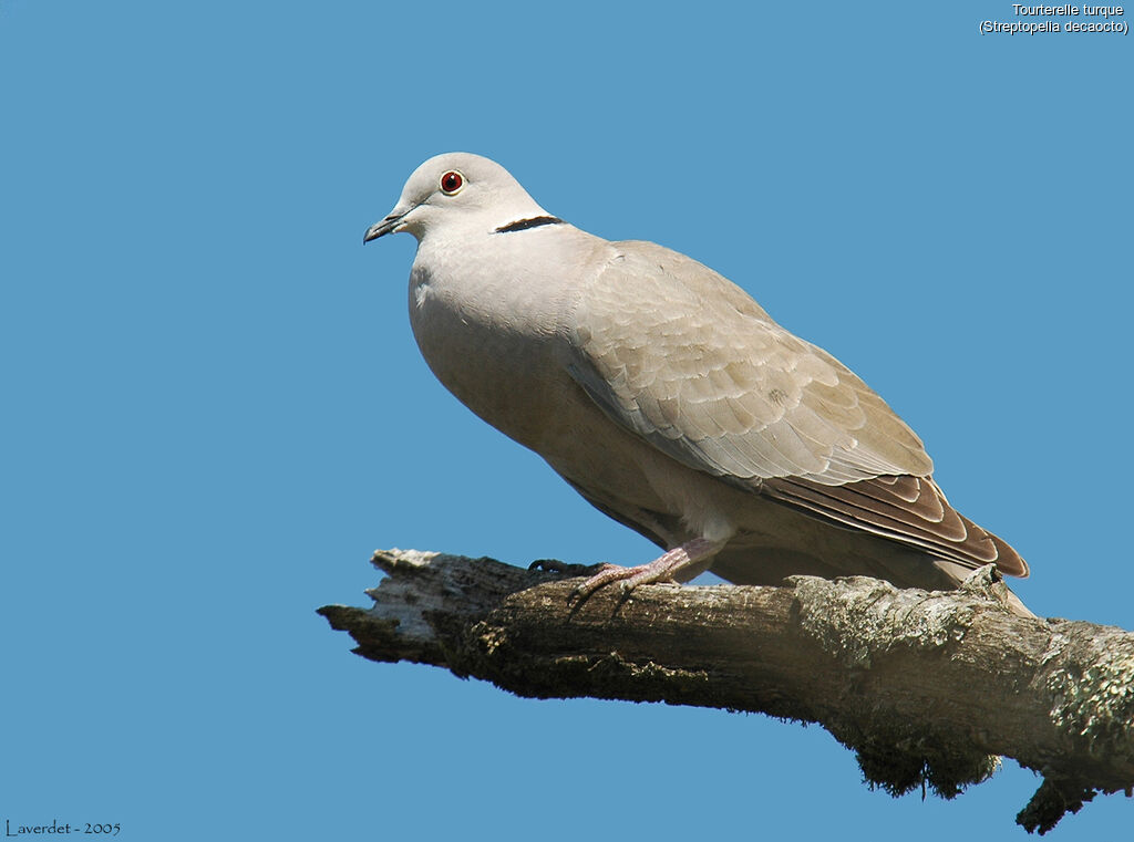 Eurasian Collared Dove