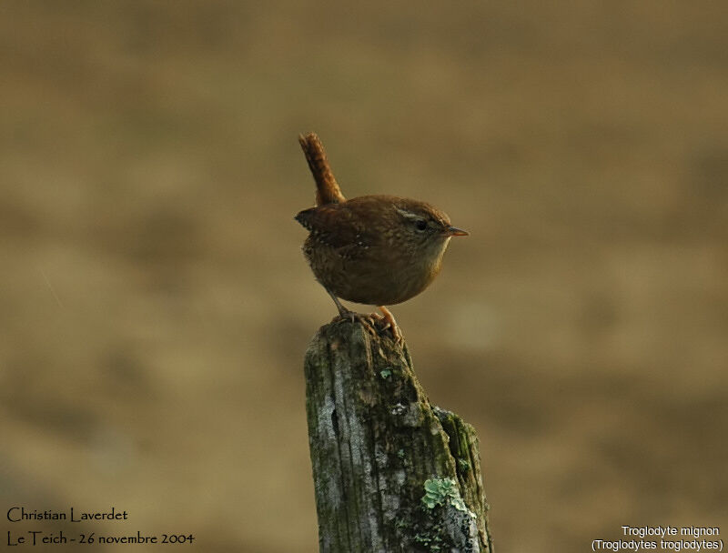 Eurasian Wren