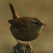 Eurasian Wren