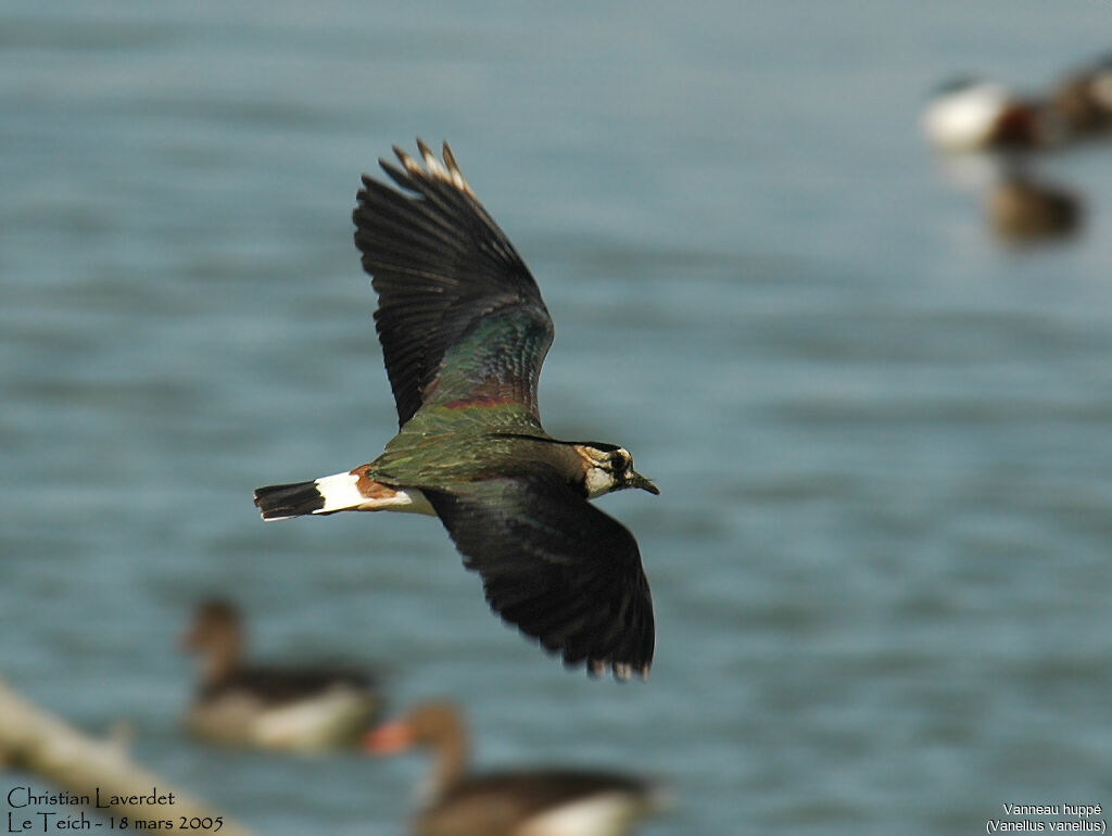 Northern Lapwing