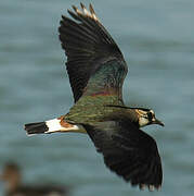 Northern Lapwing