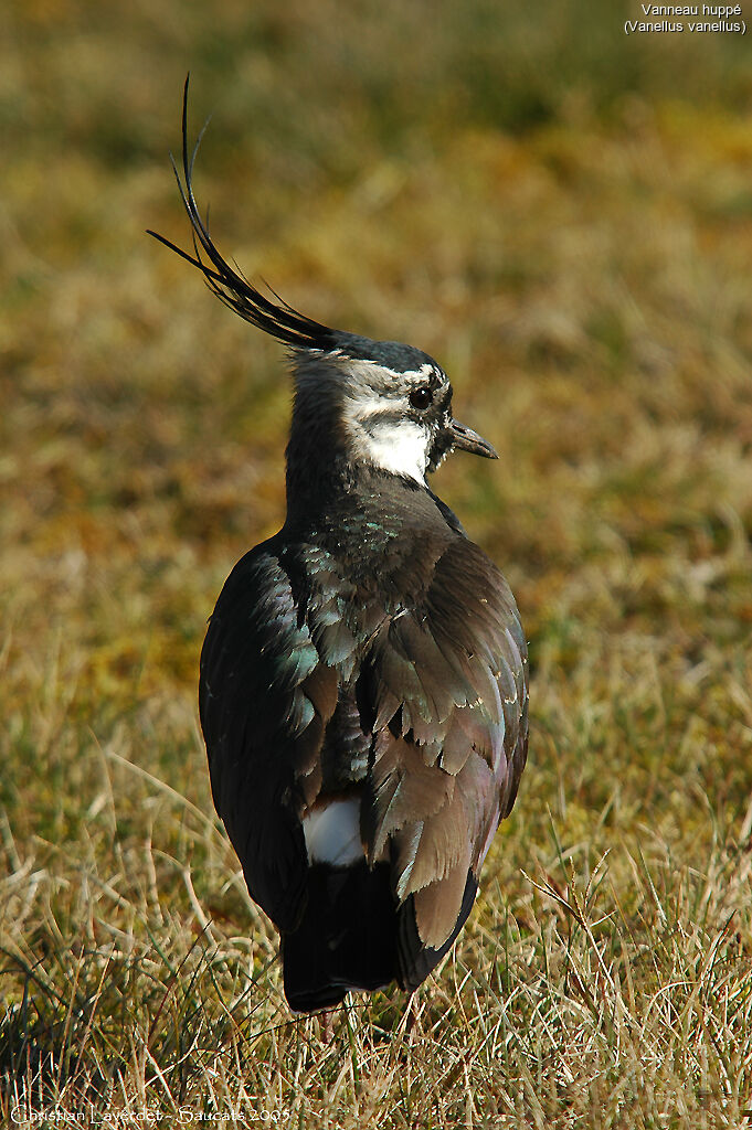 Northern Lapwing