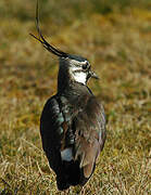 Northern Lapwing