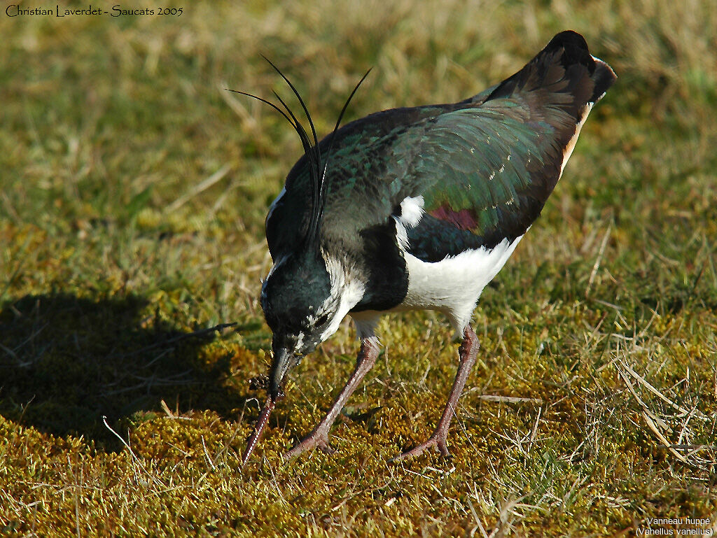 Northern Lapwing