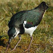 Northern Lapwing