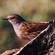 Dunnock