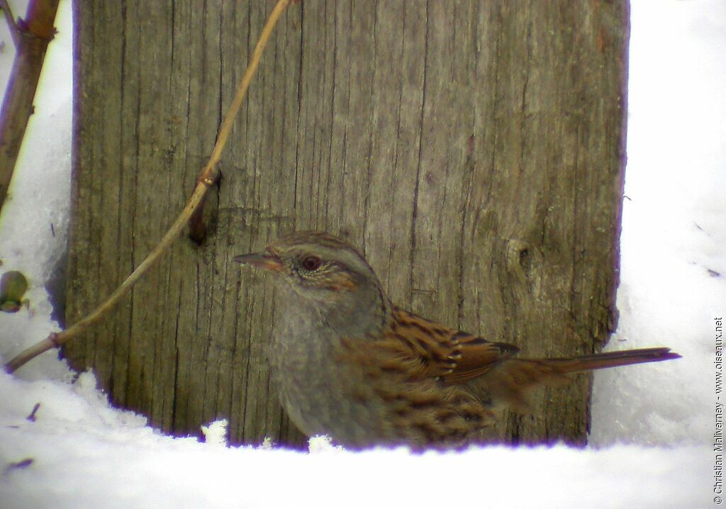 Dunnock