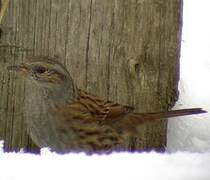 Dunnock