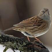 Dunnock