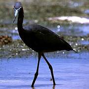 Little Blue Heron