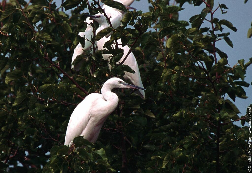 Aigrette garzette