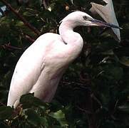 Aigrette garzette