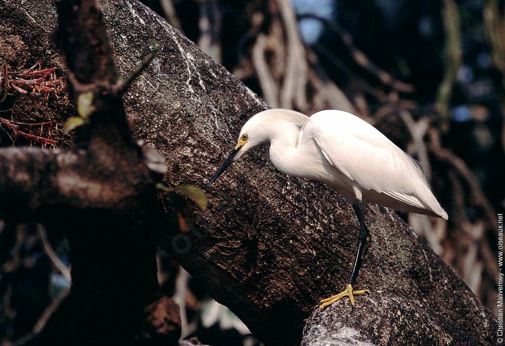 Snowy Egretadult breeding