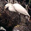 Aigrette neigeuse