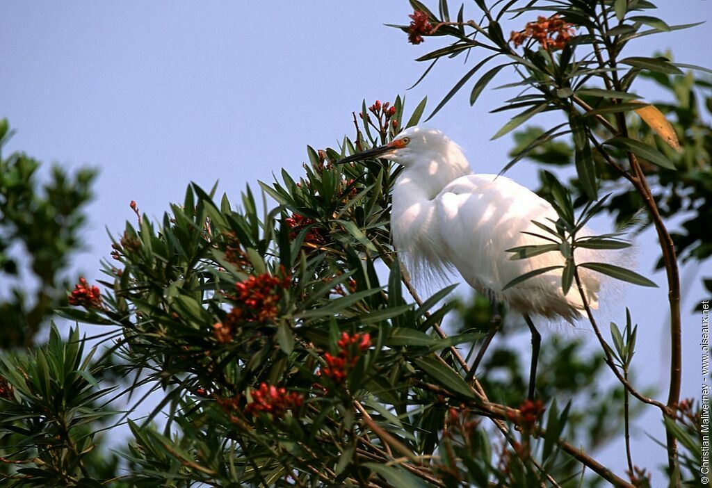 Snowy Egretadult breeding