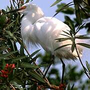 Snowy Egret