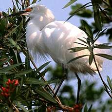 Aigrette neigeuse