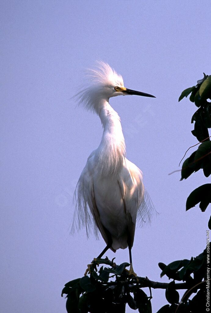 Snowy Egretadult breeding