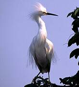 Snowy Egret