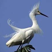 Aigrette neigeuse