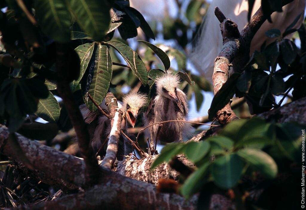 Snowy Egretjuvenile