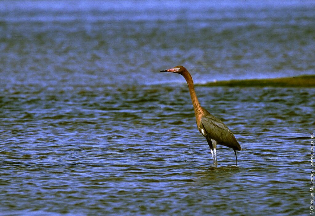 Aigrette roussâtreadulte nuptial