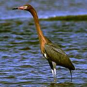 Reddish Egret