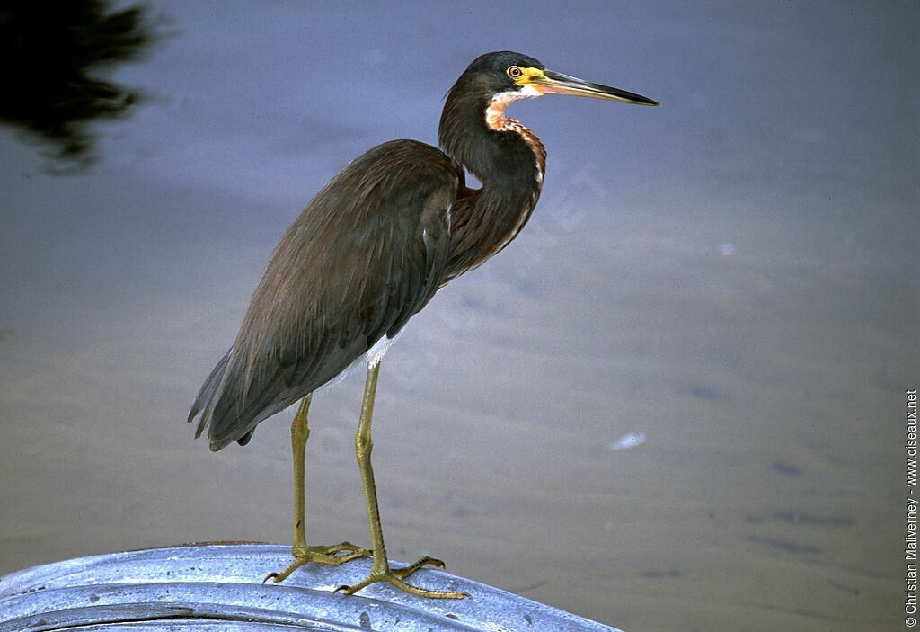 Tricolored Heronadult breeding