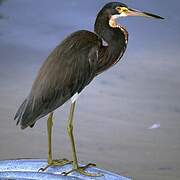 Aigrette tricolore