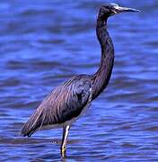 Tricolored Heron