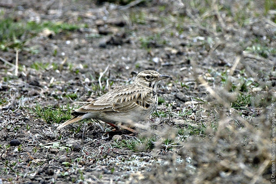 Alouette des champsadulte