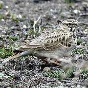 Eurasian Skylark