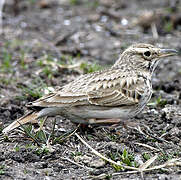 Eurasian Skylark