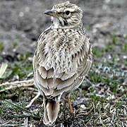 Eurasian Skylark