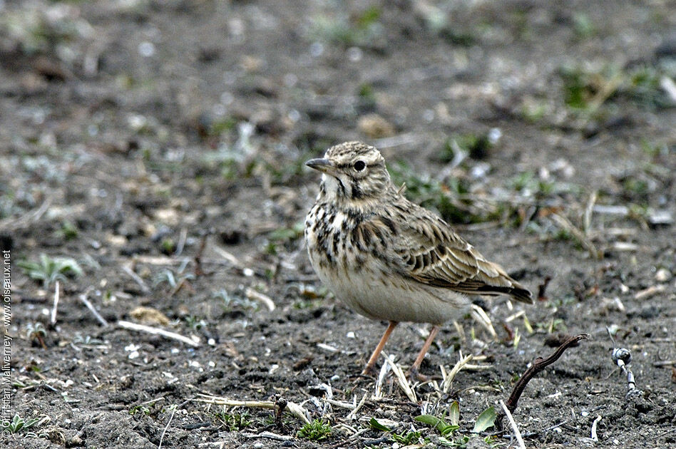 Alouette des champsadulte