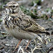 Eurasian Skylark