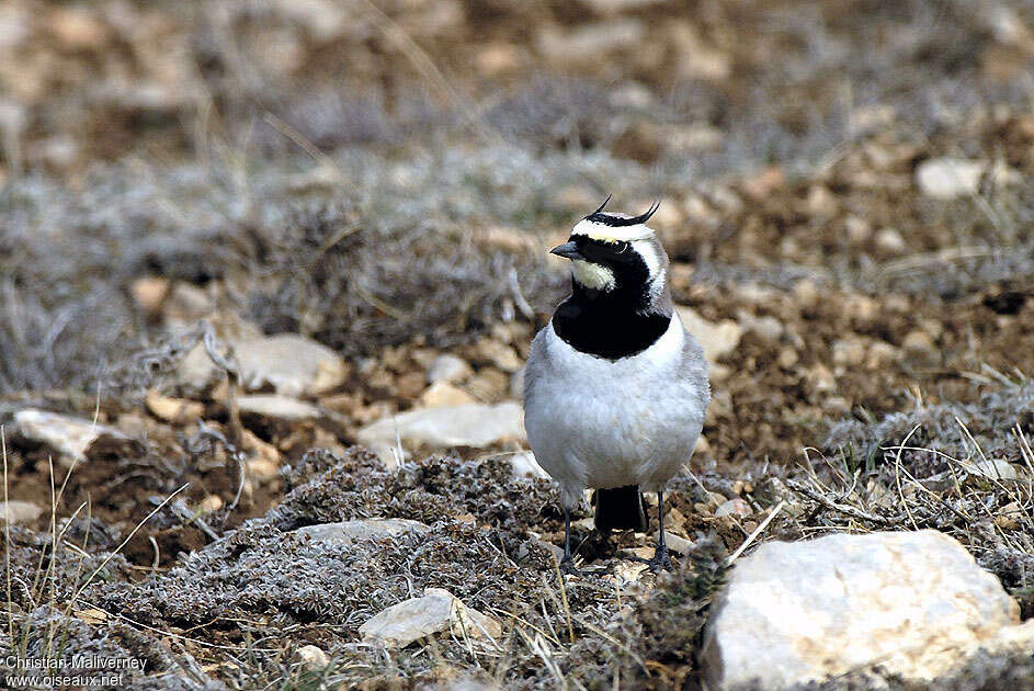 Horned Lark male adult, close-up portrait